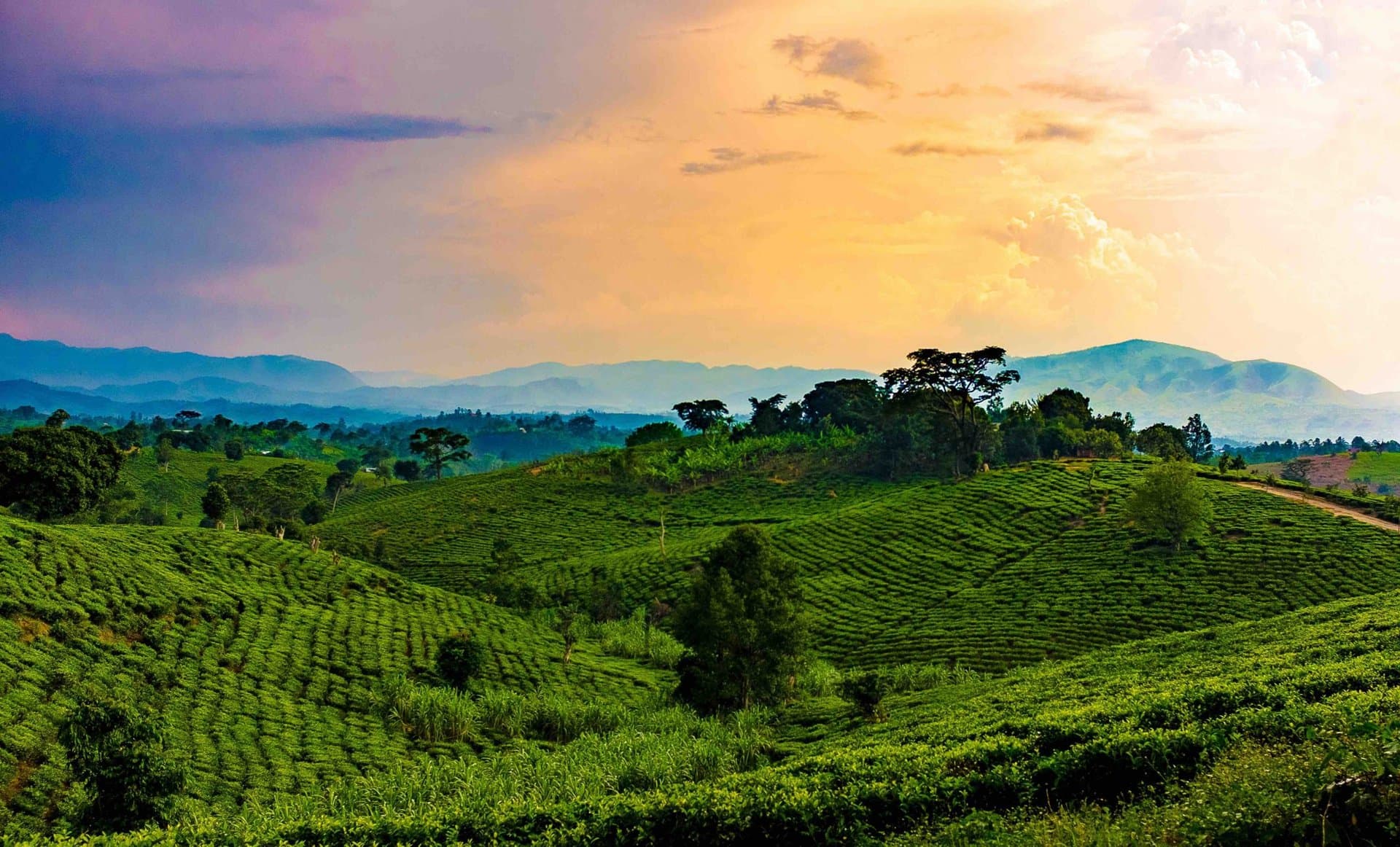 Rolling green hills and countryside views across the Land of a Thousand Hills