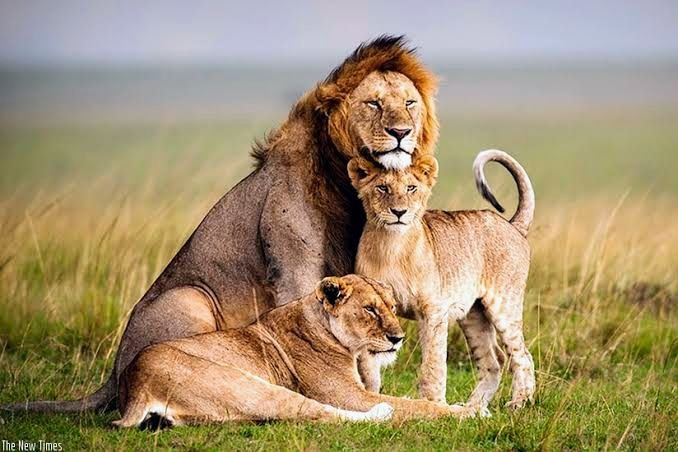 Akagera national park