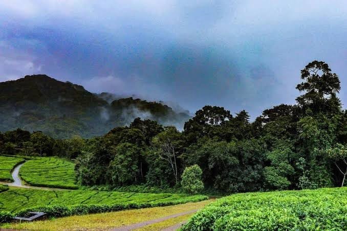 Cyamudongo forest