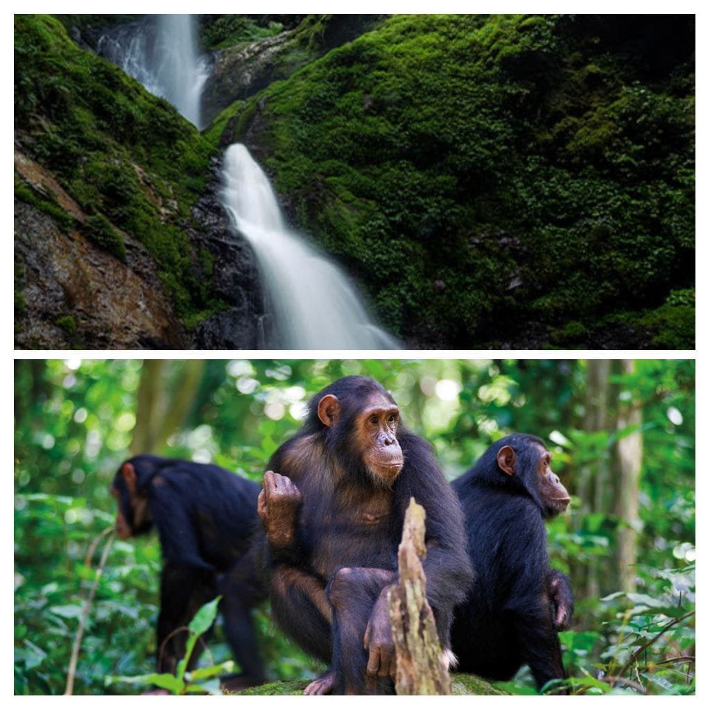 3-Day Nyungwe Forest Experience – Canopy Walk, Zipline, Chimpanzee Trekking & Waterfall Adventure