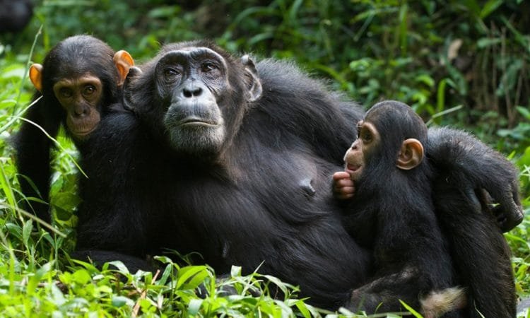 10 DAYS BEST OF RWANDA SAFARI – GORILLAS, CHIMPANZEES, BIG FIVE & CULTURAL EXPERIENCE