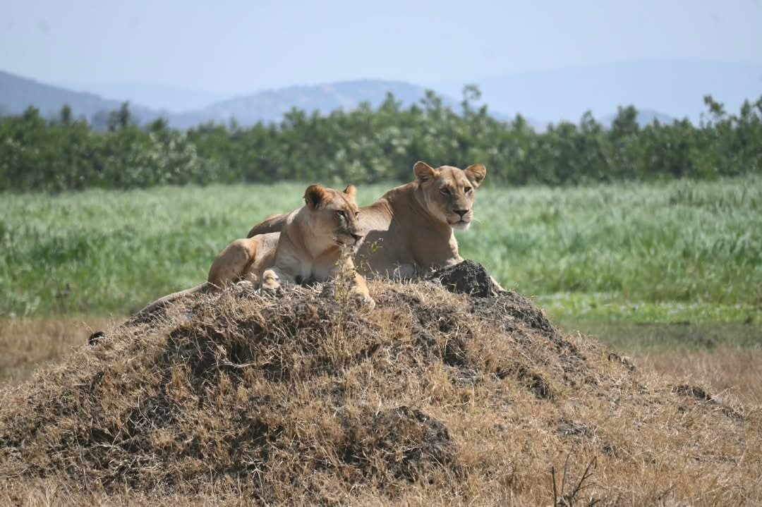 12-DAY RWANDA AT A GLANCE SAFARI – CULTURE, LAKE KIVU, GORILLAS & AKAGERA WILDLIFE EXPERIENCE